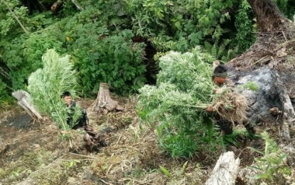 <p><strong>MARIJUANA HAUL.</strong> Government troops haul off for proper documentation uprooted marijuana plants from a hidden plantation they raided in upland sitio Alyong, Barangay Datalbiao in Columbio, Sultan Kudarat, on Friday (April 13). <em><strong>(Photo by Columbio police office)</strong></em></p>